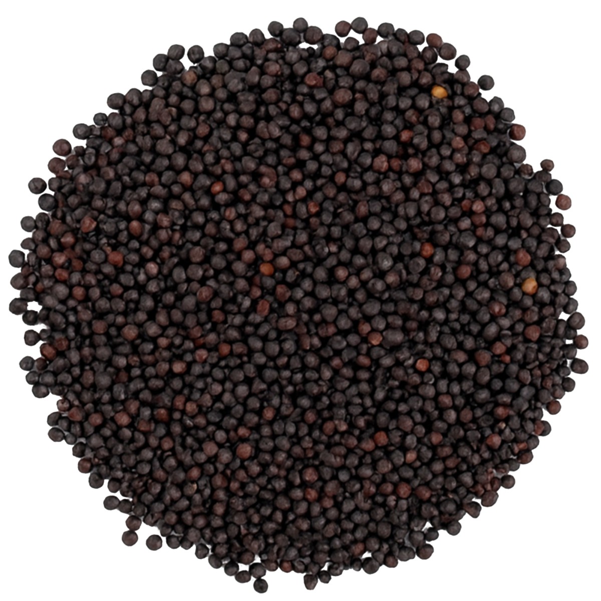 Gorczyca czarna ziarno